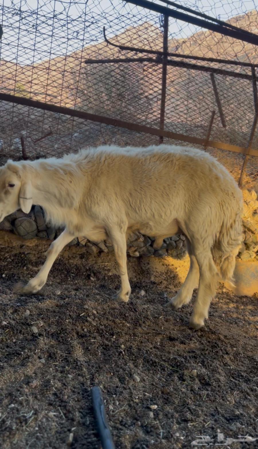 Stallion for Sale, Healthy and Fertile63736218882819110