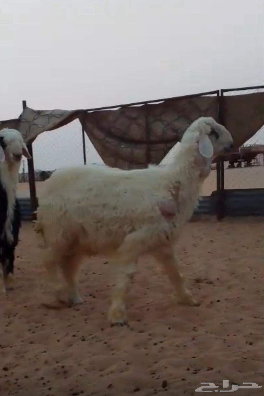 خروف جذع نجدي فل يوجد فيه خراج63732460162434110