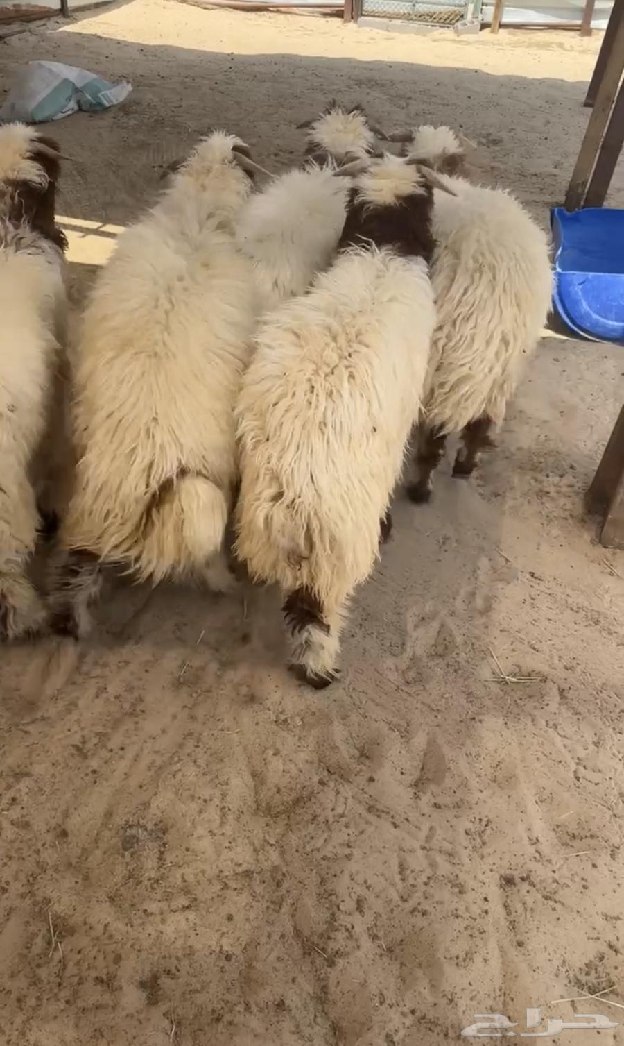 للبيع نعيمي بلدي شرط63733023830657110
