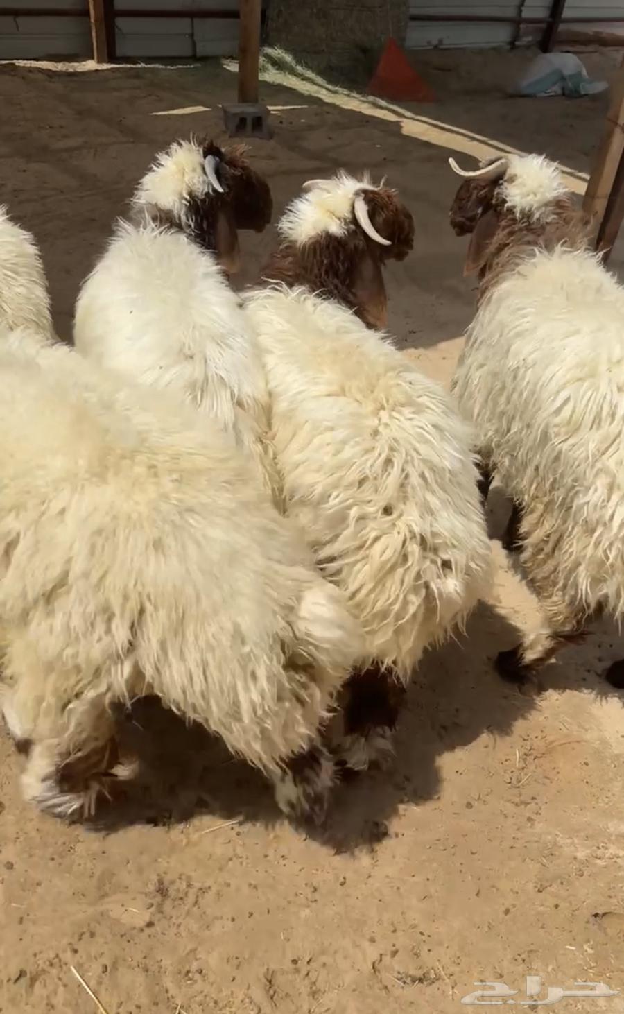 للبيع نعيمي بلدي شرط63733023830657113