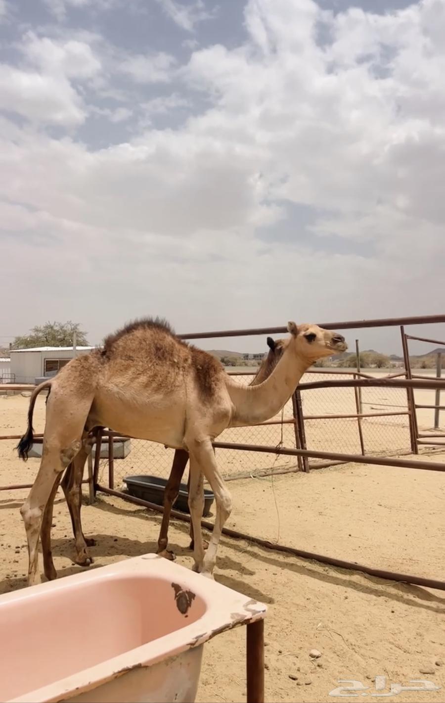 قعدان للبيع63737523786369113