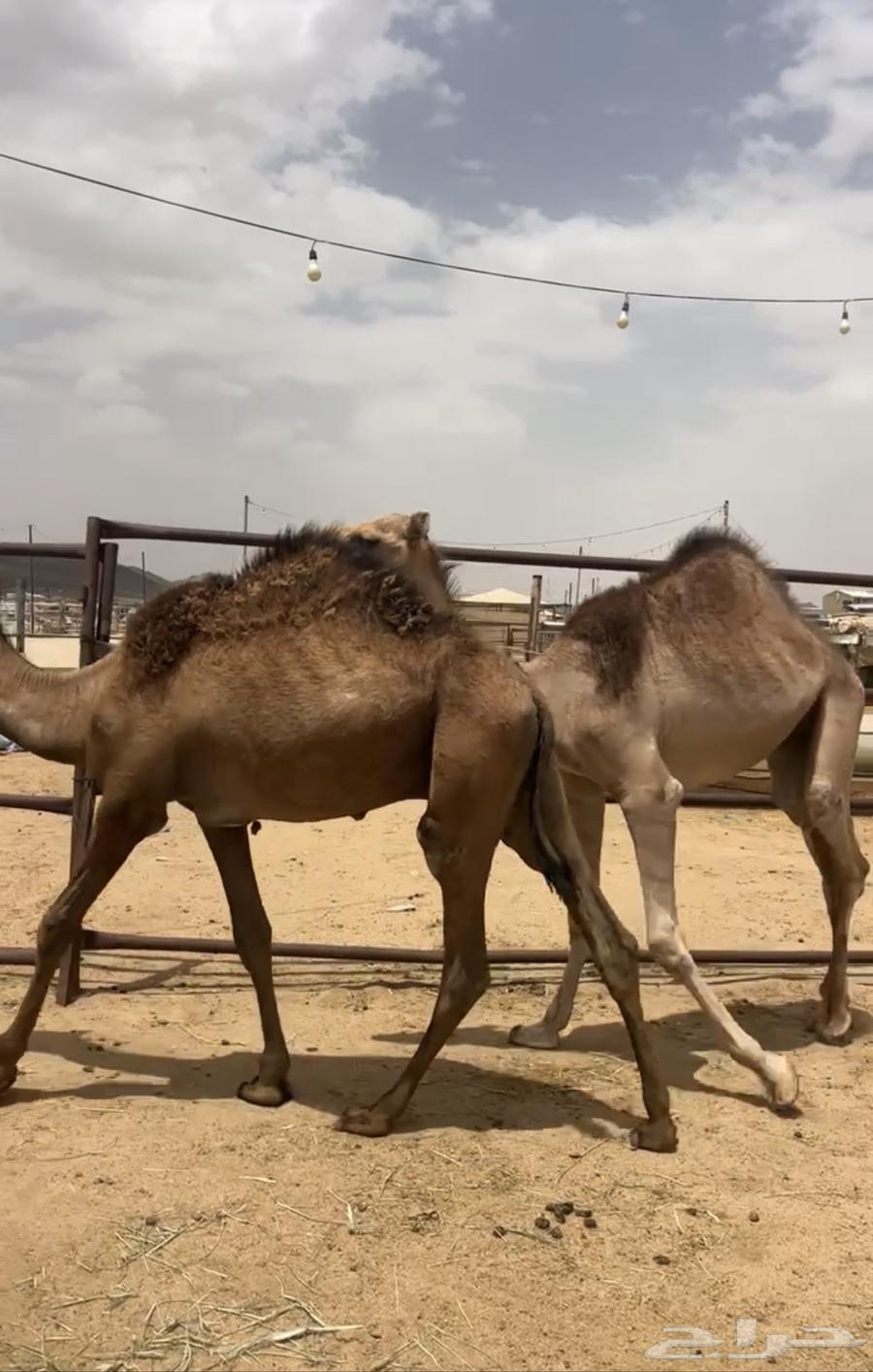قعدان للبيع63737523786369110
