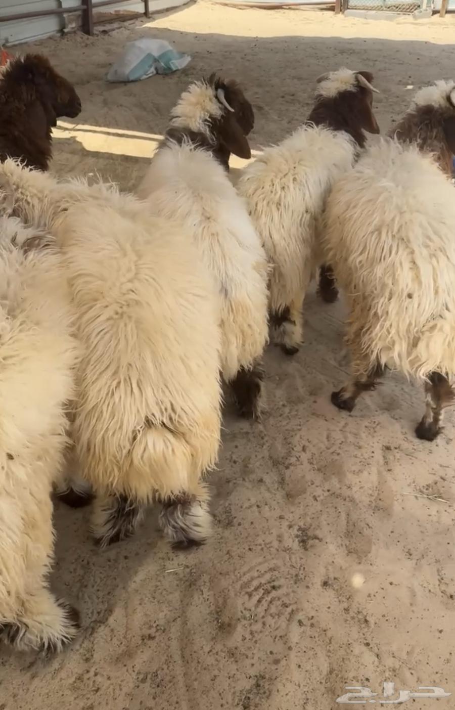 للبيع نعيمي بلدي شرط63733023830657111