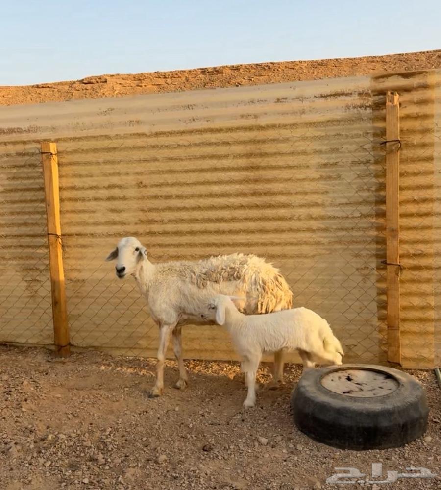 شاه حريه متبع تم البيع63734420830083110