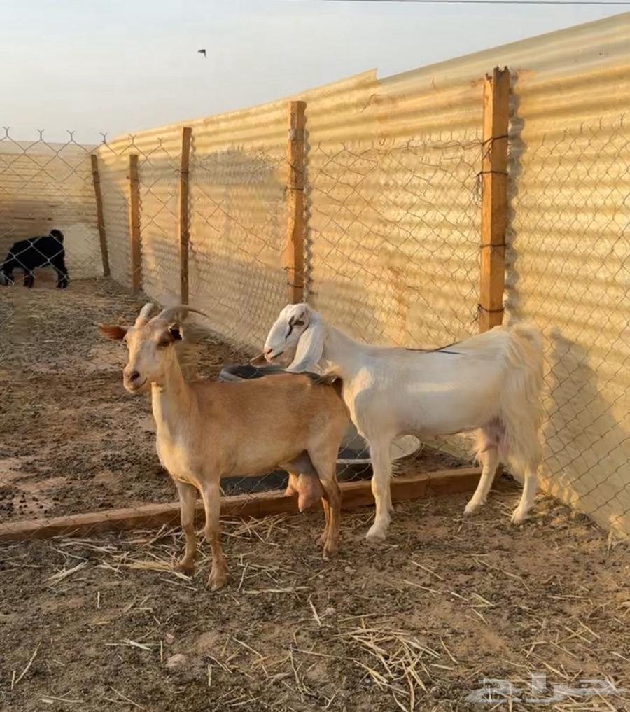 معزا حليب تم البيع63733574813699113