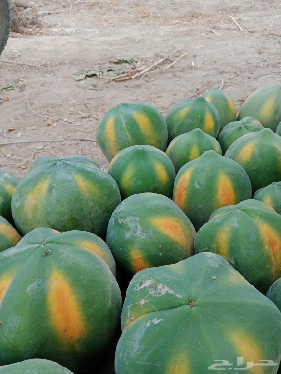 (عمبروت) بابايا63731439053058112