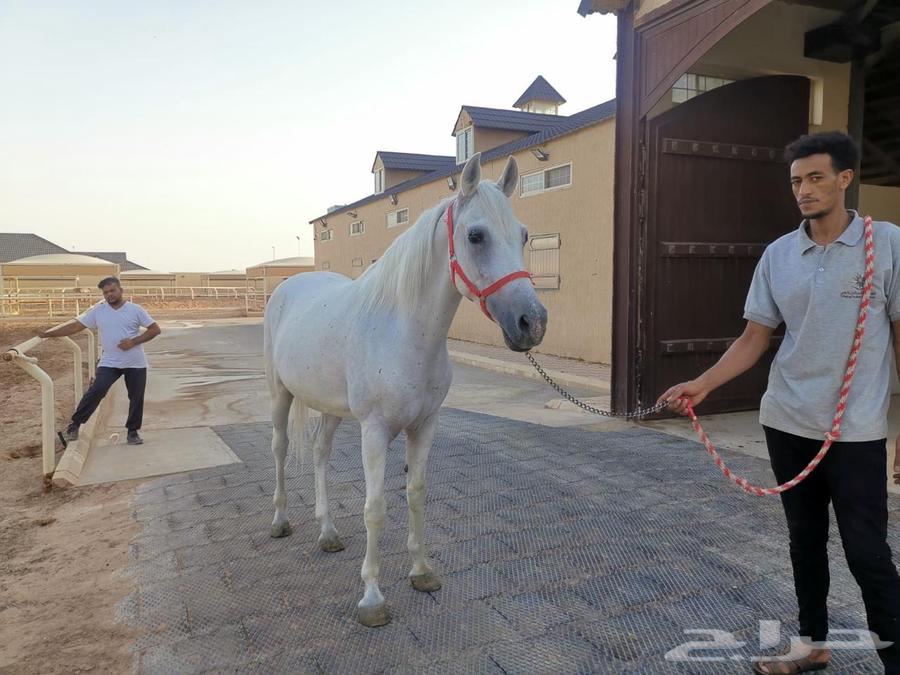 خيل بوني63735838259714111