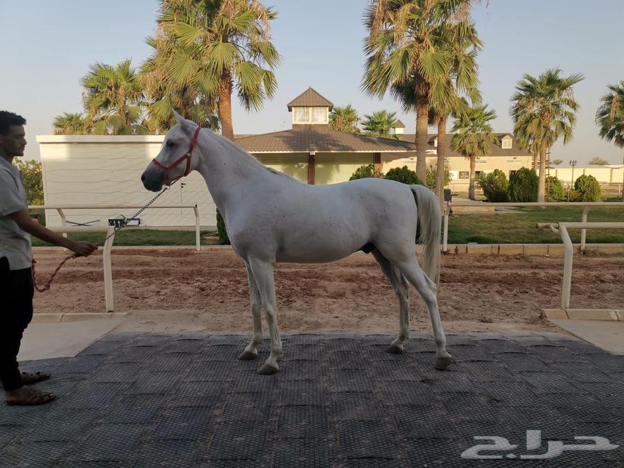 خيل بوني63735838259714110