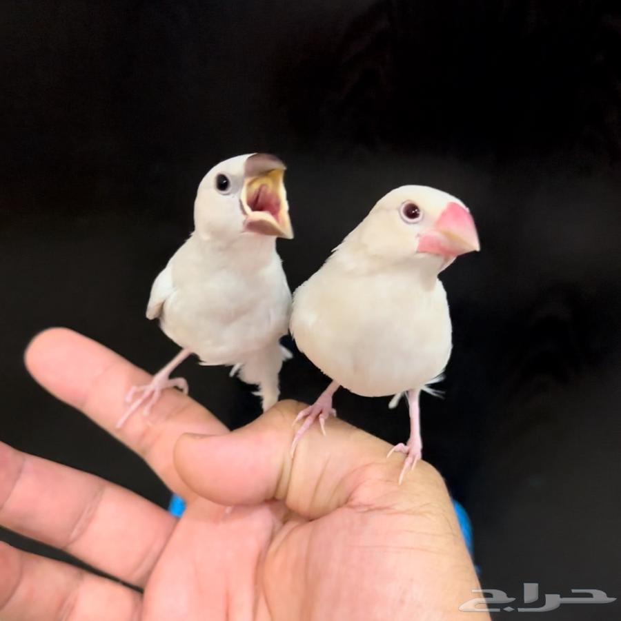 فرخ جاوا تربيه .. تم البيع63735654870659110