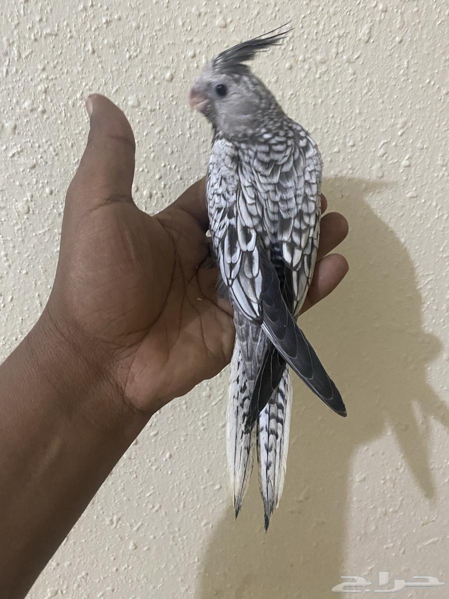 فروخ كروان ( تم البيع )63731344417282111