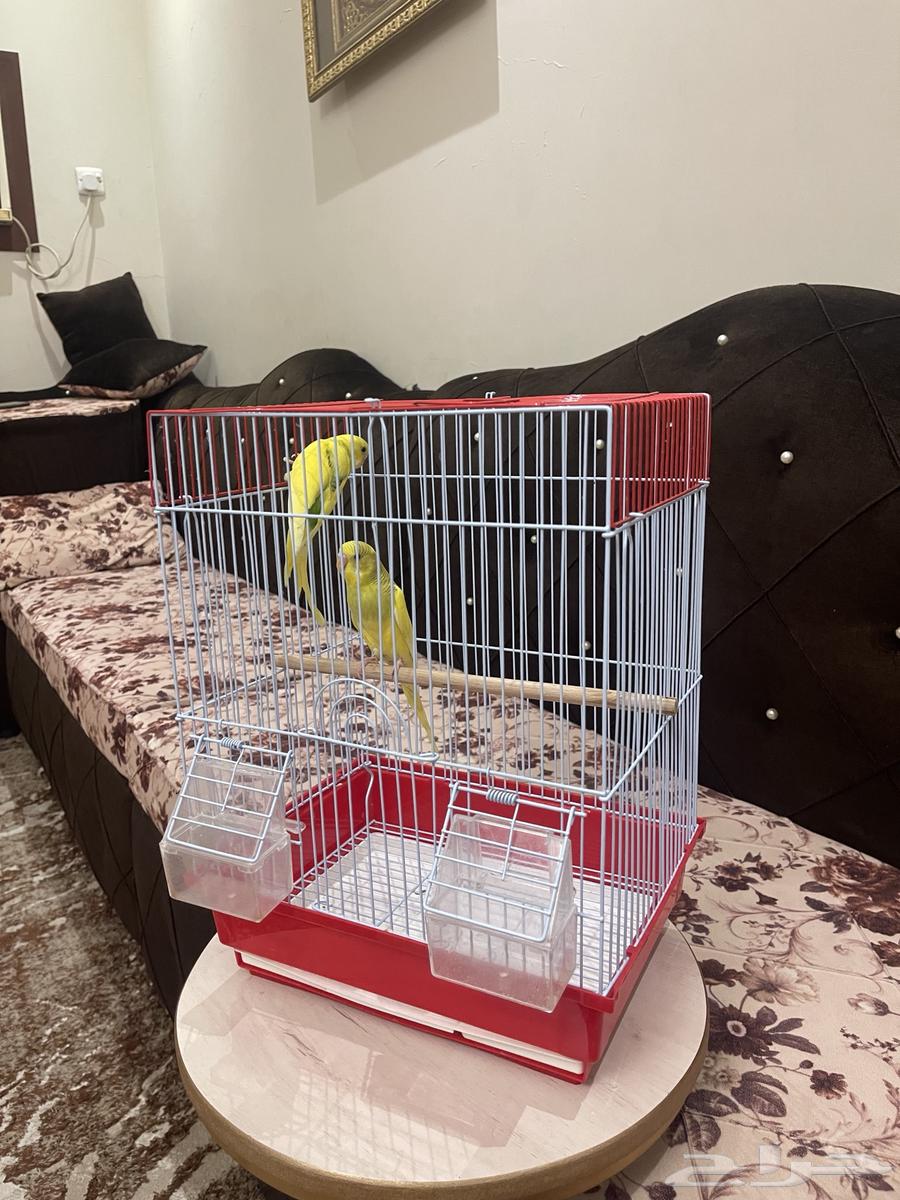 زوج بادجي تم البيع63737709570817112