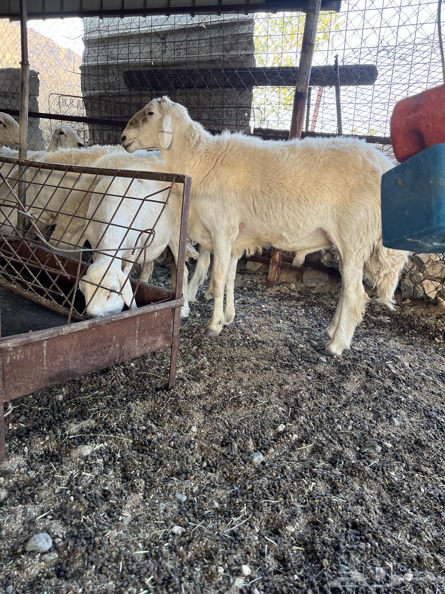 Stallion for Sale, Healthy and Fertile63736218882819111