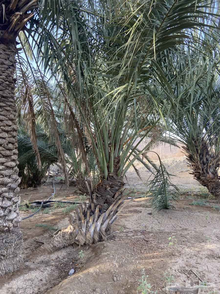 نخل للبيع63730965694081111