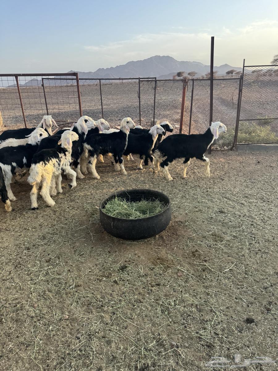 Sheep63731157696259111