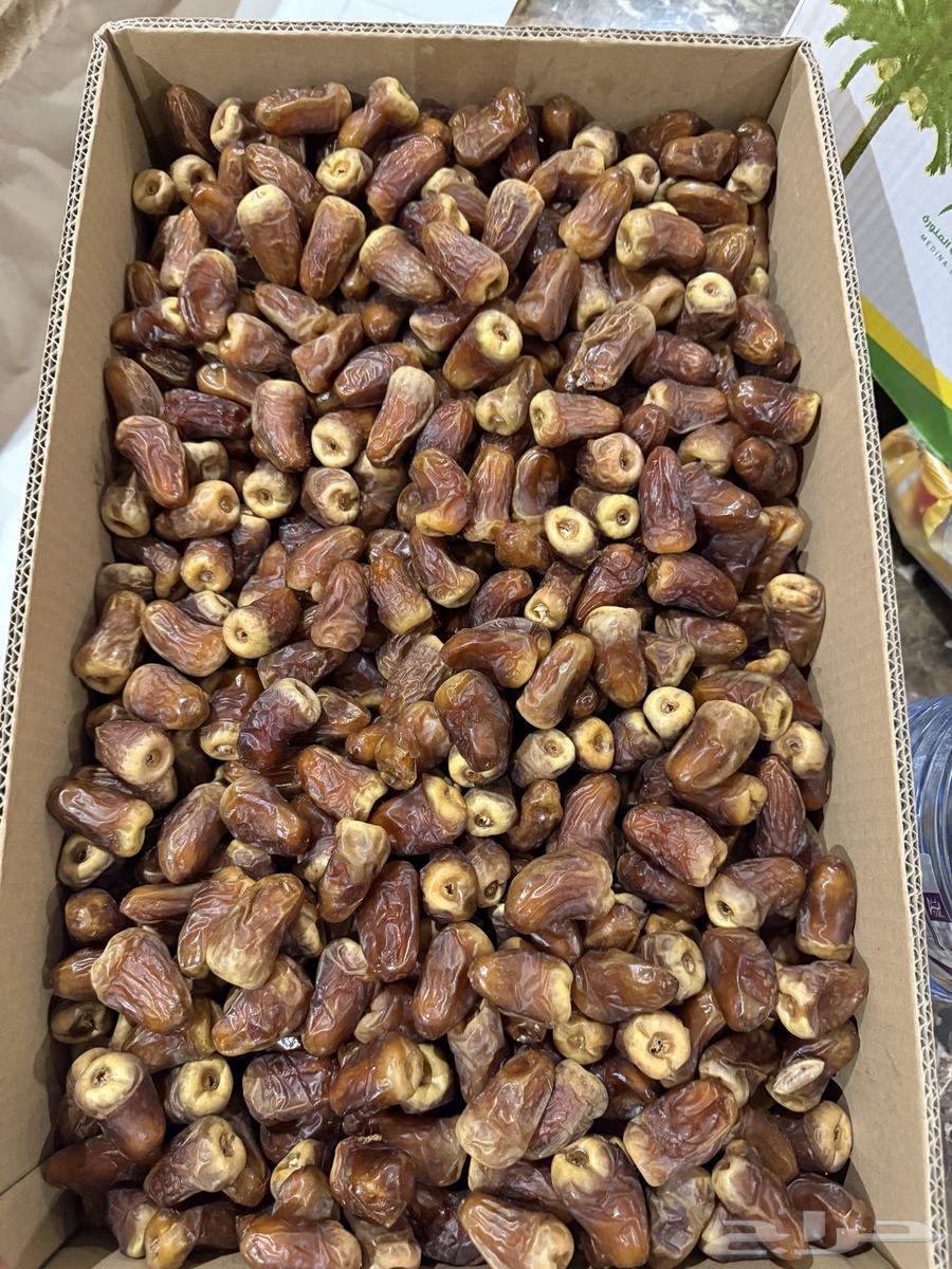 Barni Dates63736600311171110