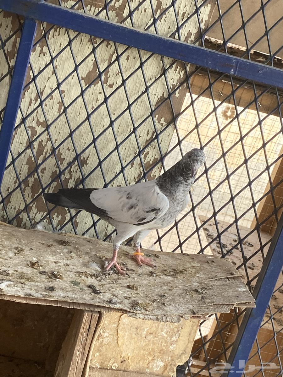 طبات للبيع63735470256258113