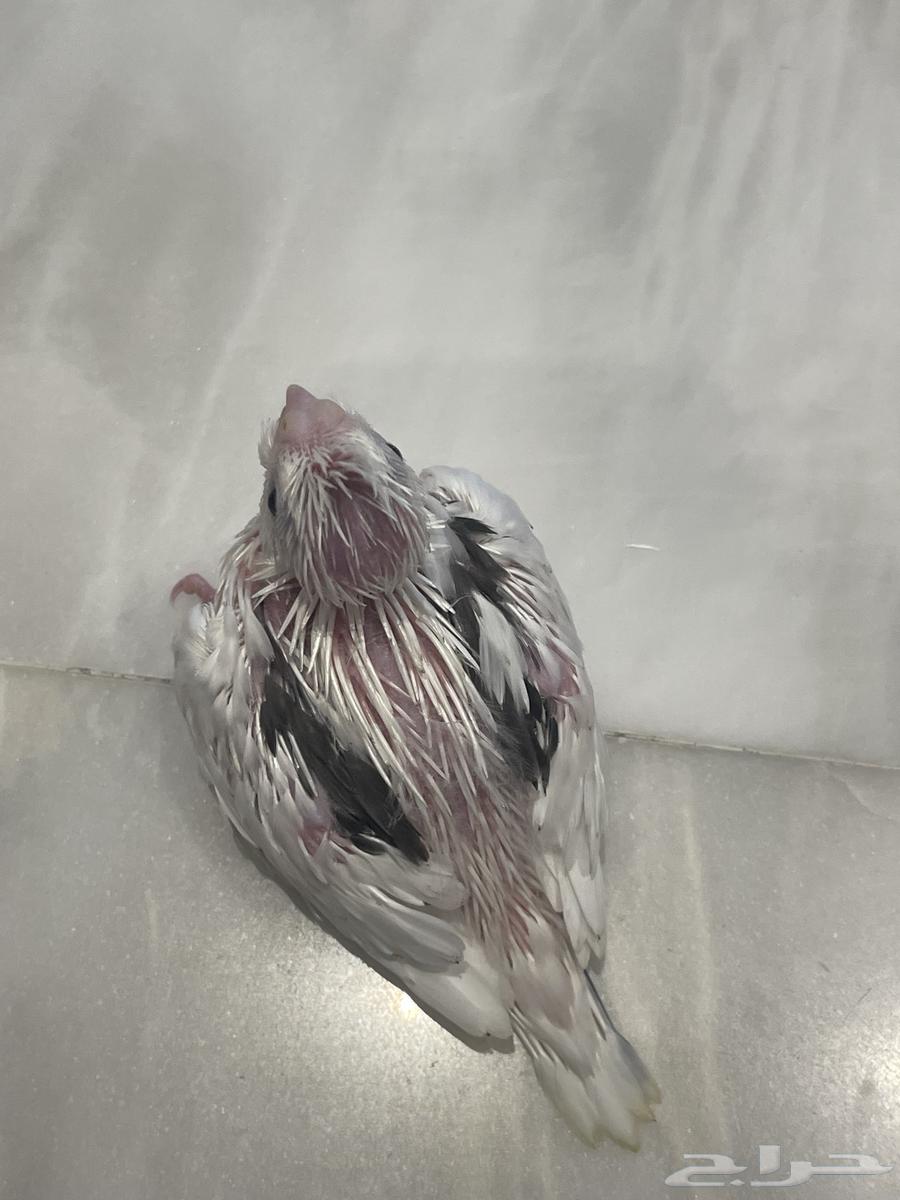 فروخ كروان هافي بايد63729102883458110