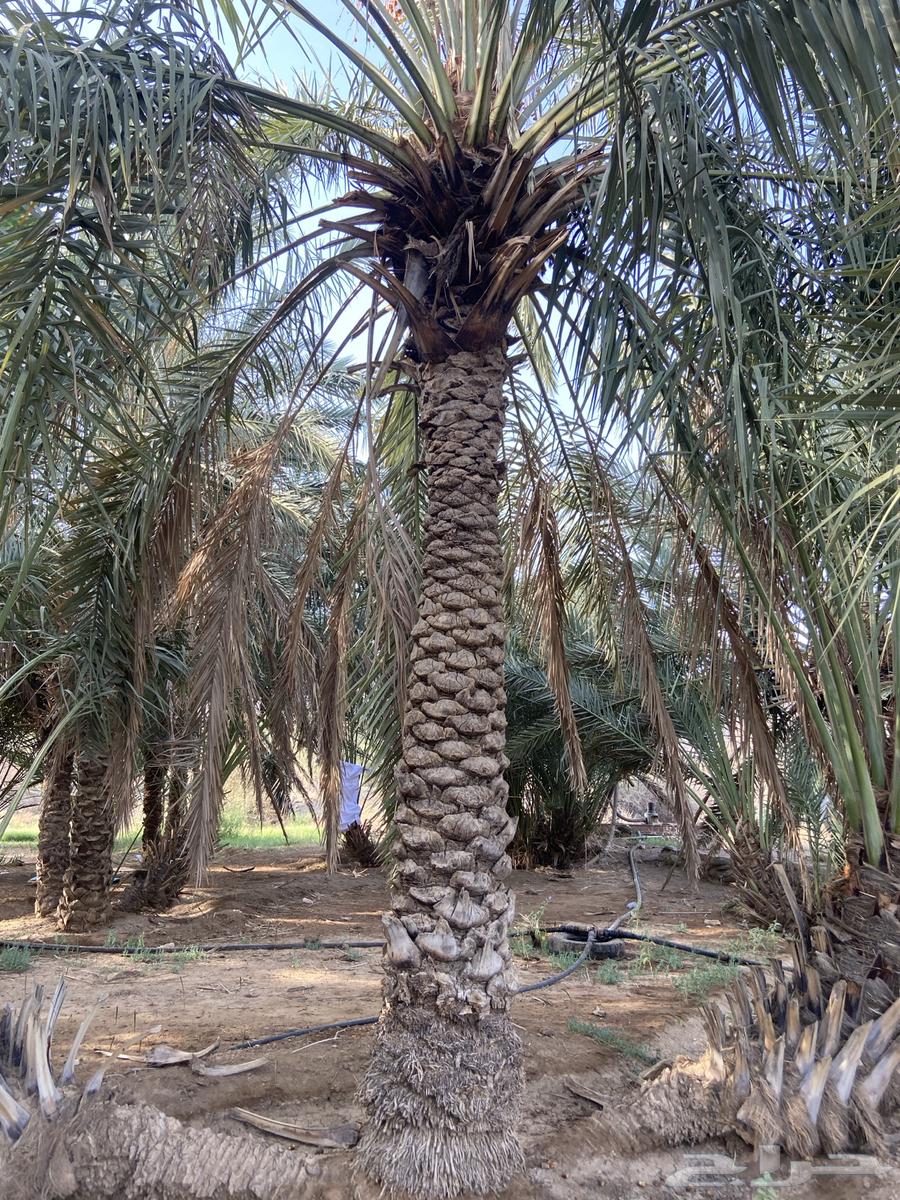 نخل للبيع63730965694081112