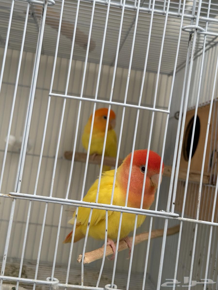 Productive Rosy-faced Lovebird Pair63736792605698110