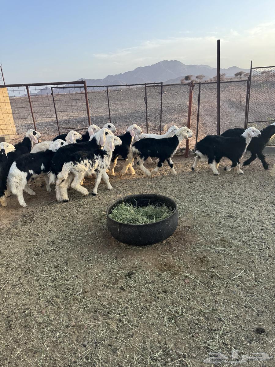 Sheep63731157696259110