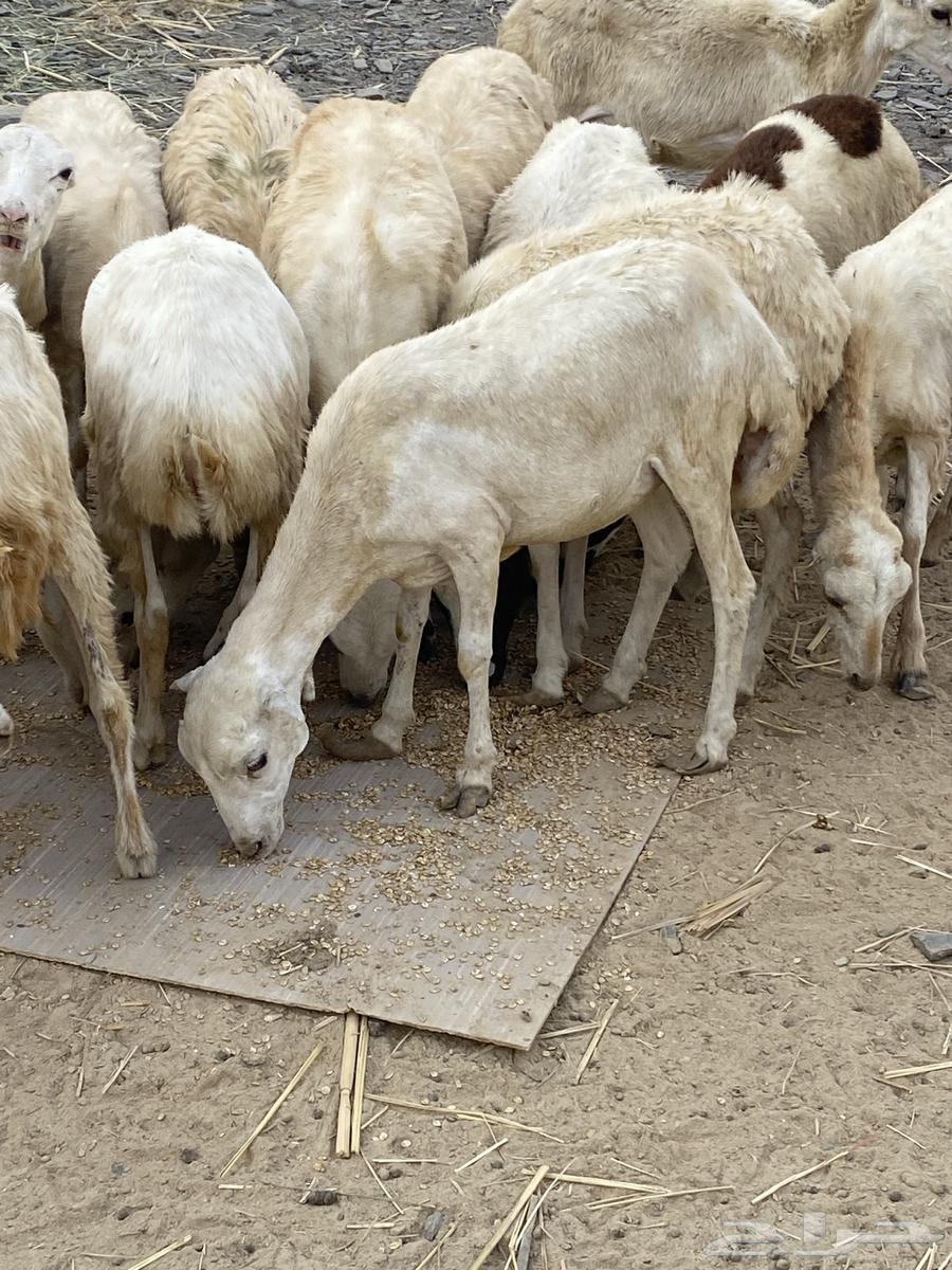 رخال رفيدية تربية (تم البيع)63736218891651112