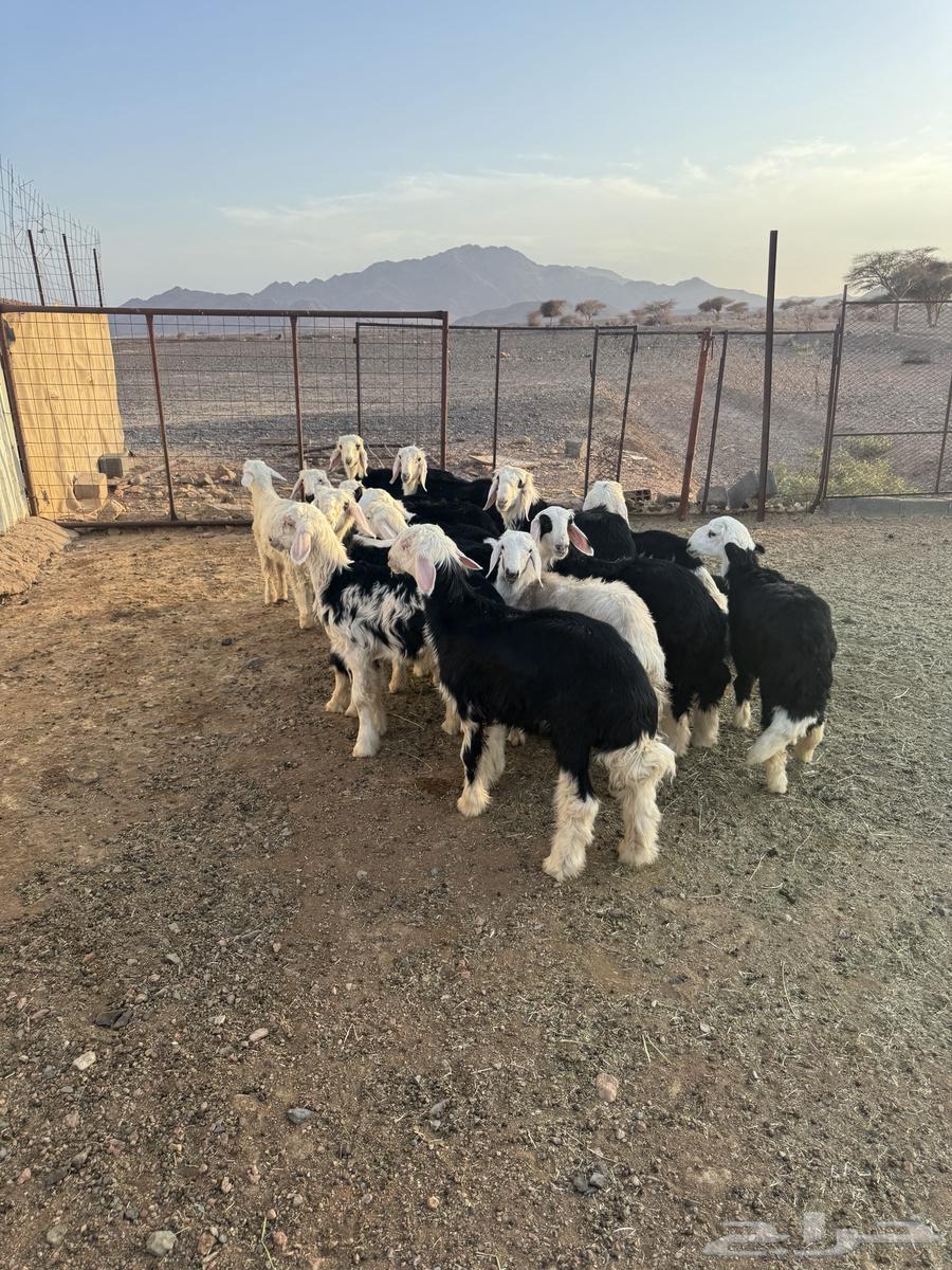 Sheep63731157696259114