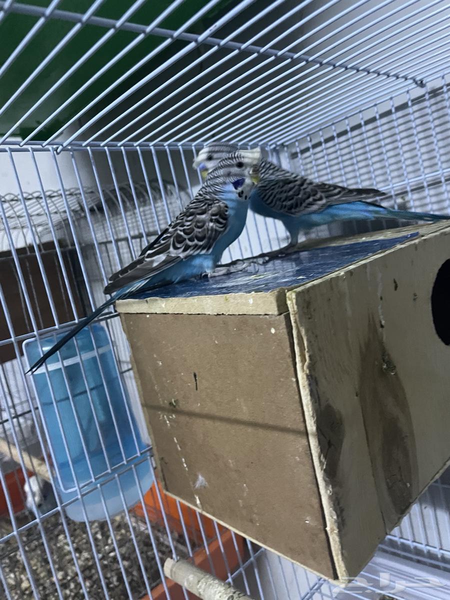 طيور حب كرست منتجين طيور جميلة ونظيفة انتاج البلد63732189220995112
