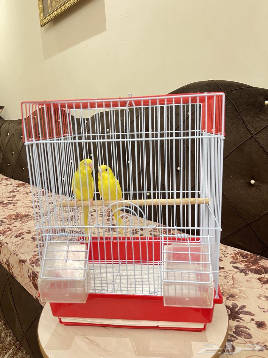 زوج بادجي تم البيع63737709570817110