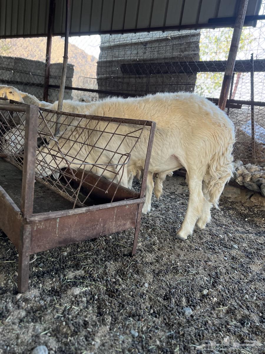 Stallion for Sale, Healthy and Fertile63736218882819114