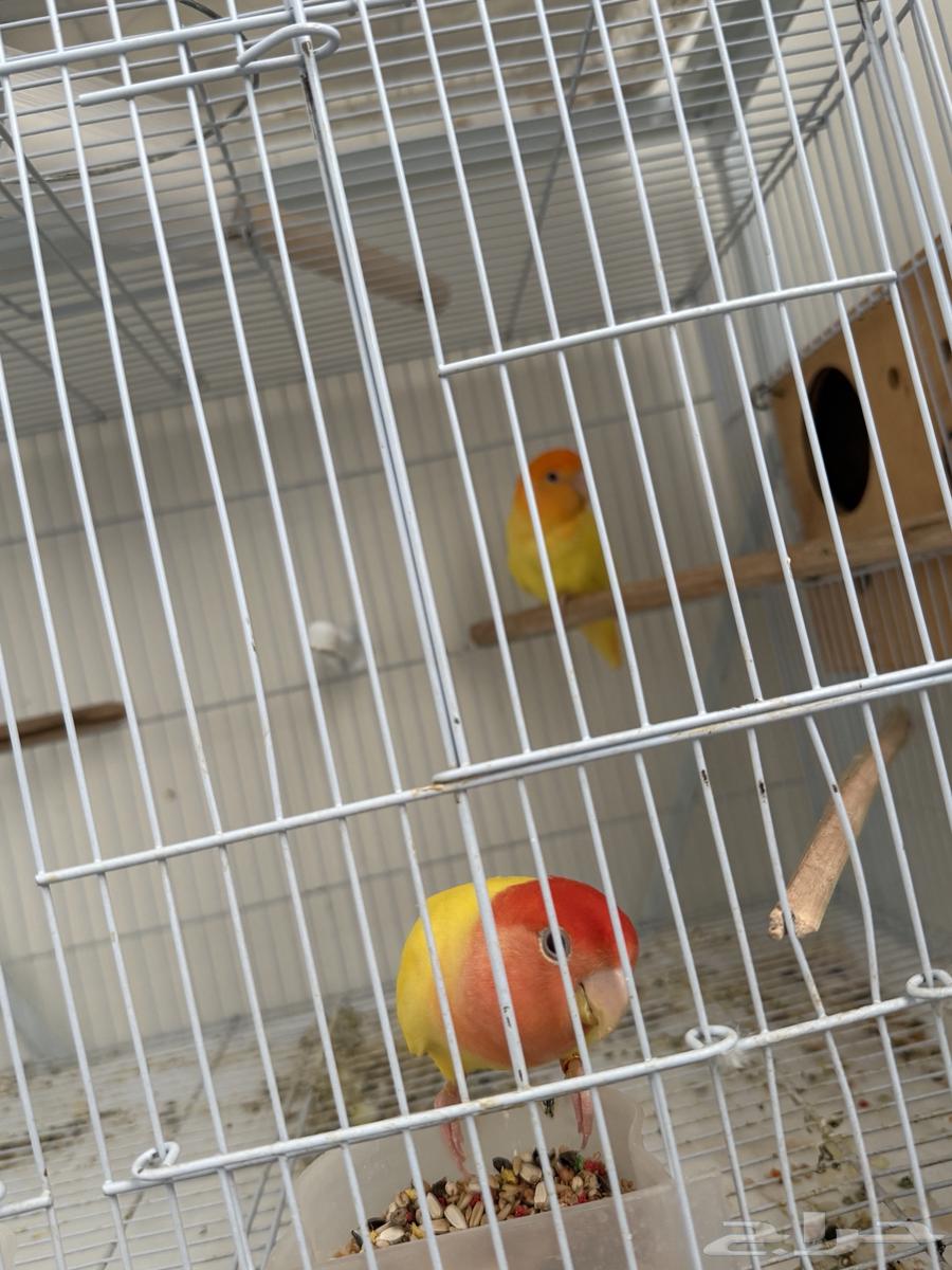 Productive Rosy-faced Lovebird Pair63736792605698114