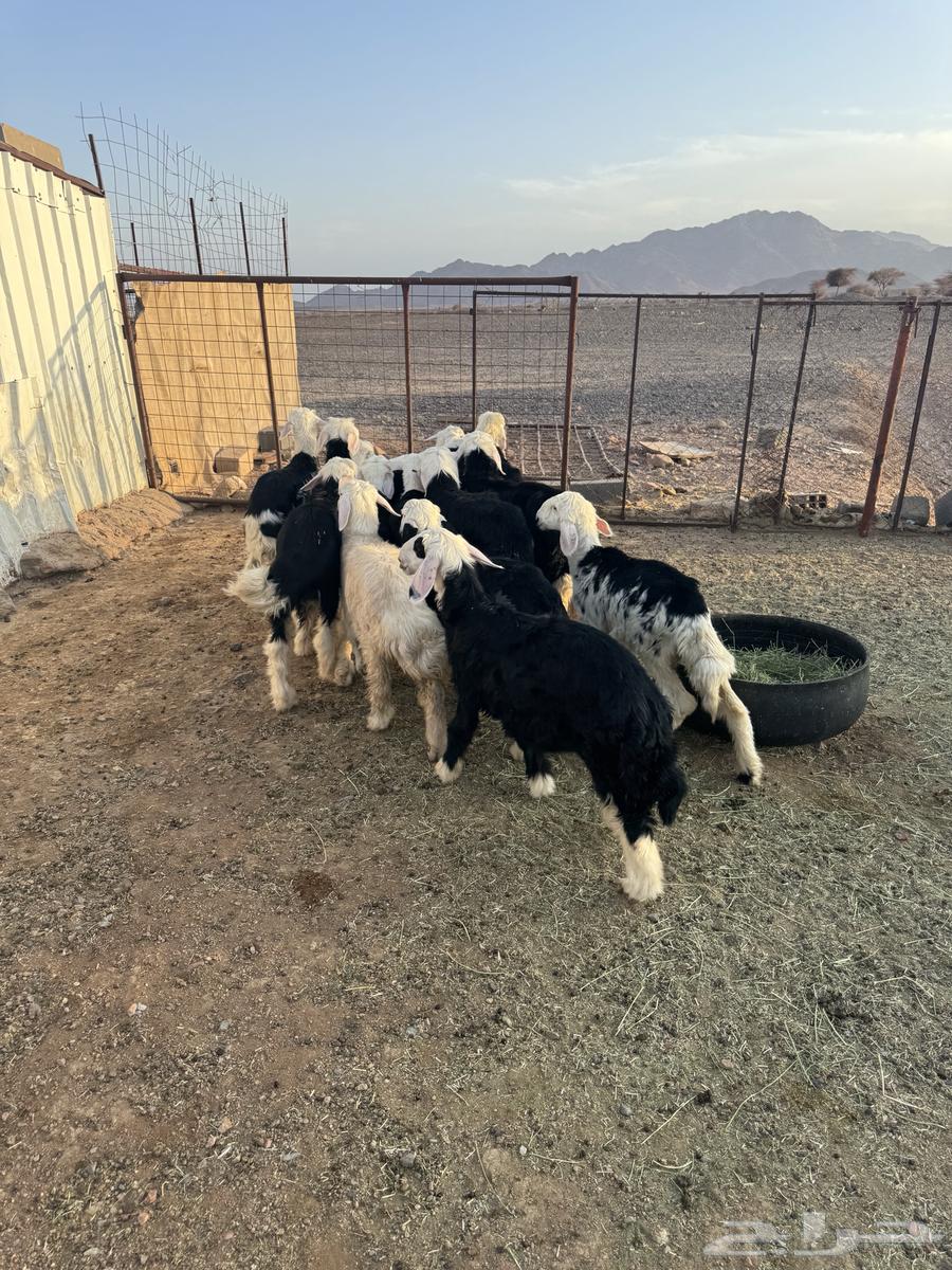 Sheep63731157696259112