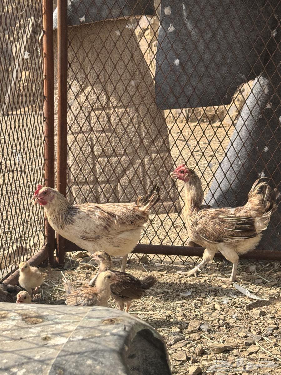 للبيع دجاج عربي وبط ودجاج جبنيز وديك رومي63734525073281112