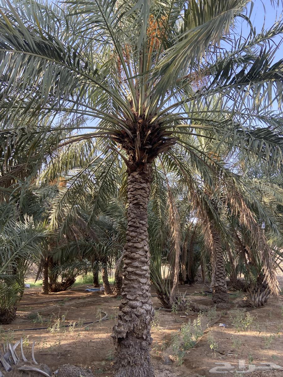 نخل للبيع63730965694081114