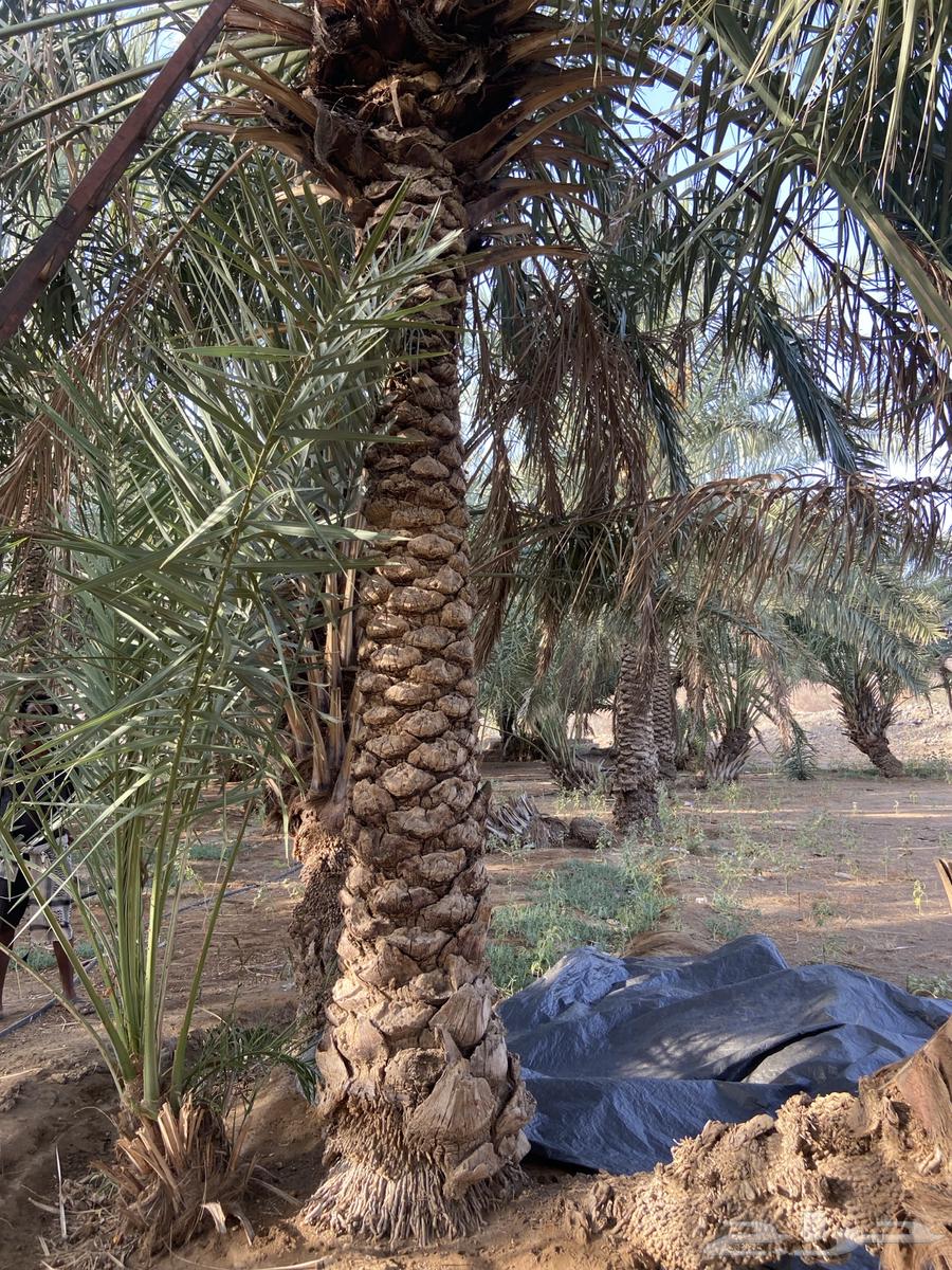 نخل للبيع63730965694081113