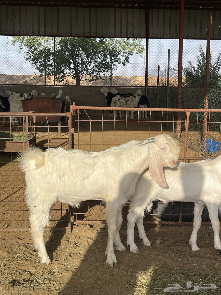 للبيع مشاريع فحول ماعز أبيض مطوره63737801555843110