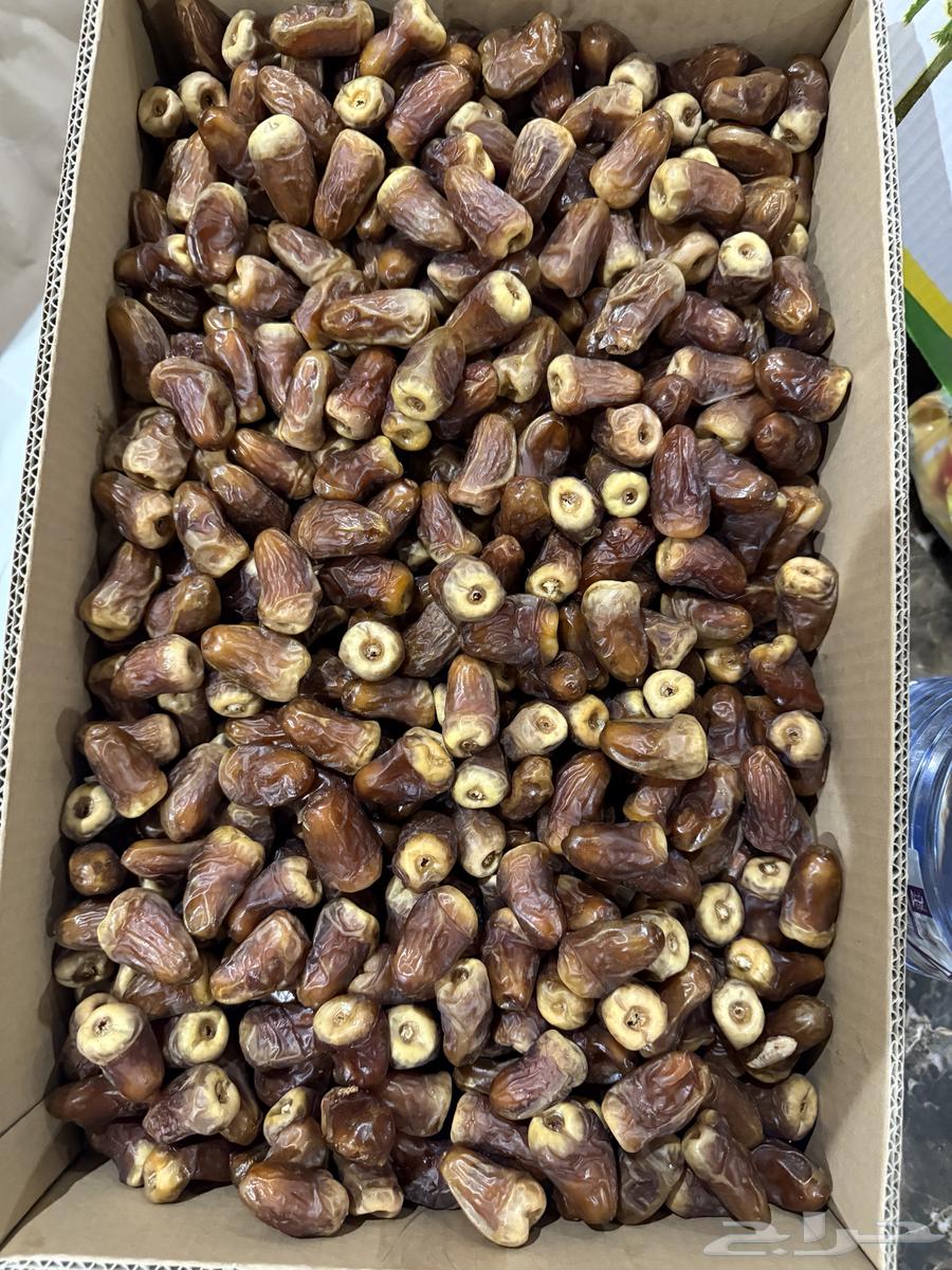 Barni Dates63736600311171111