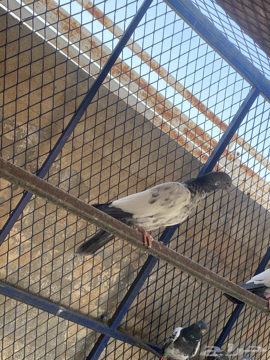 طبات للبيع63735470256258112