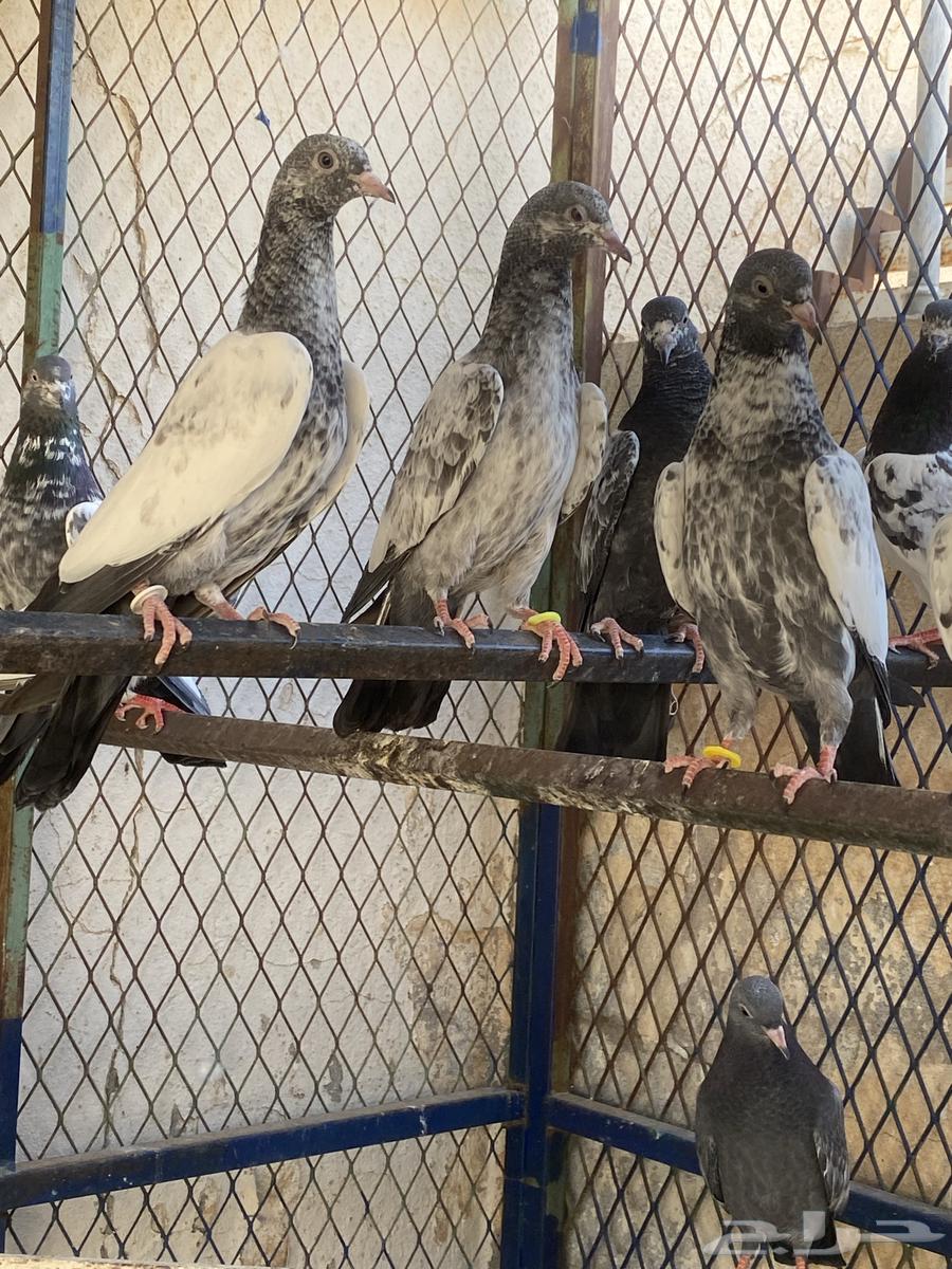 طبات للبيع63735470256258110