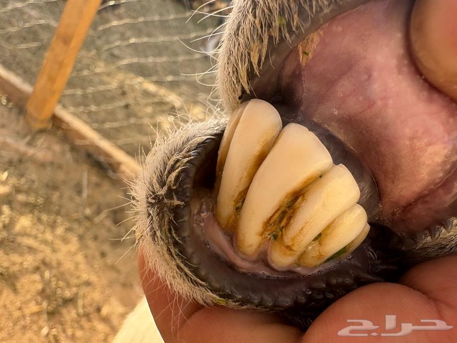 شاه حريه متبع تم البيع63734420830083112