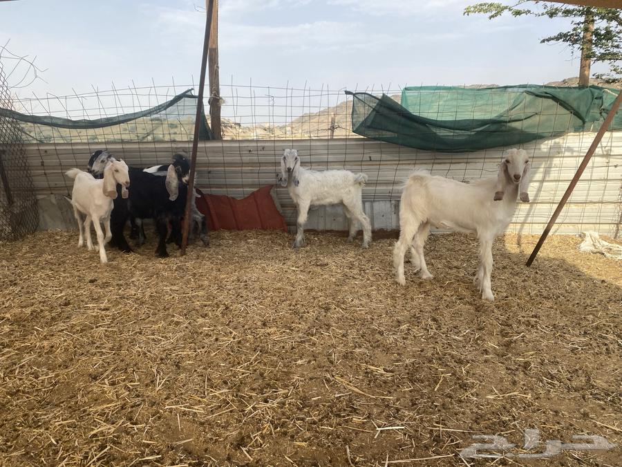 تيوس وجفار للبيع ( تم البيع )63731814156546110
