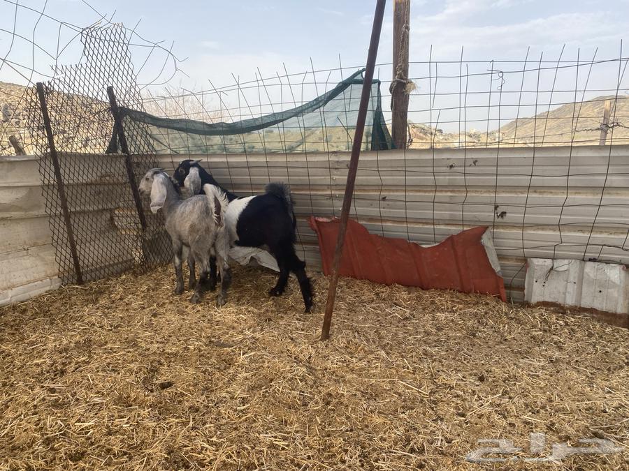 تيوس وجفار للبيع ( تم البيع )63731814156546113
