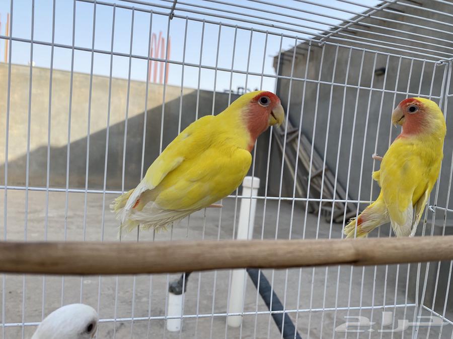 للبيع 2 روز رد فيس63737618589826112