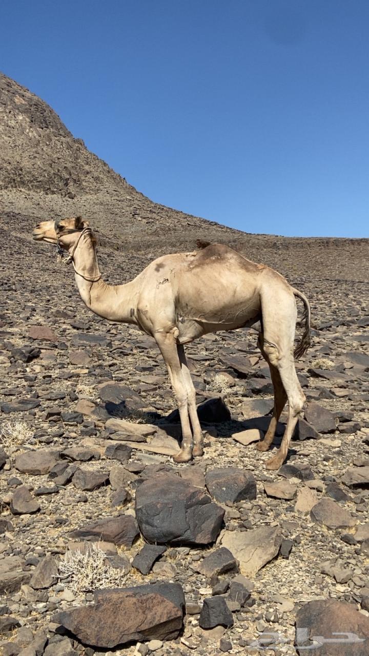 البيع جمل63730965538178111