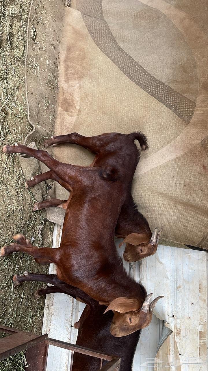 Class Stallion Projects63737801769091110