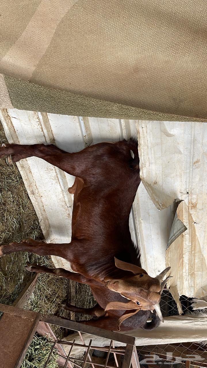 Class Stallion Projects63737801769091112