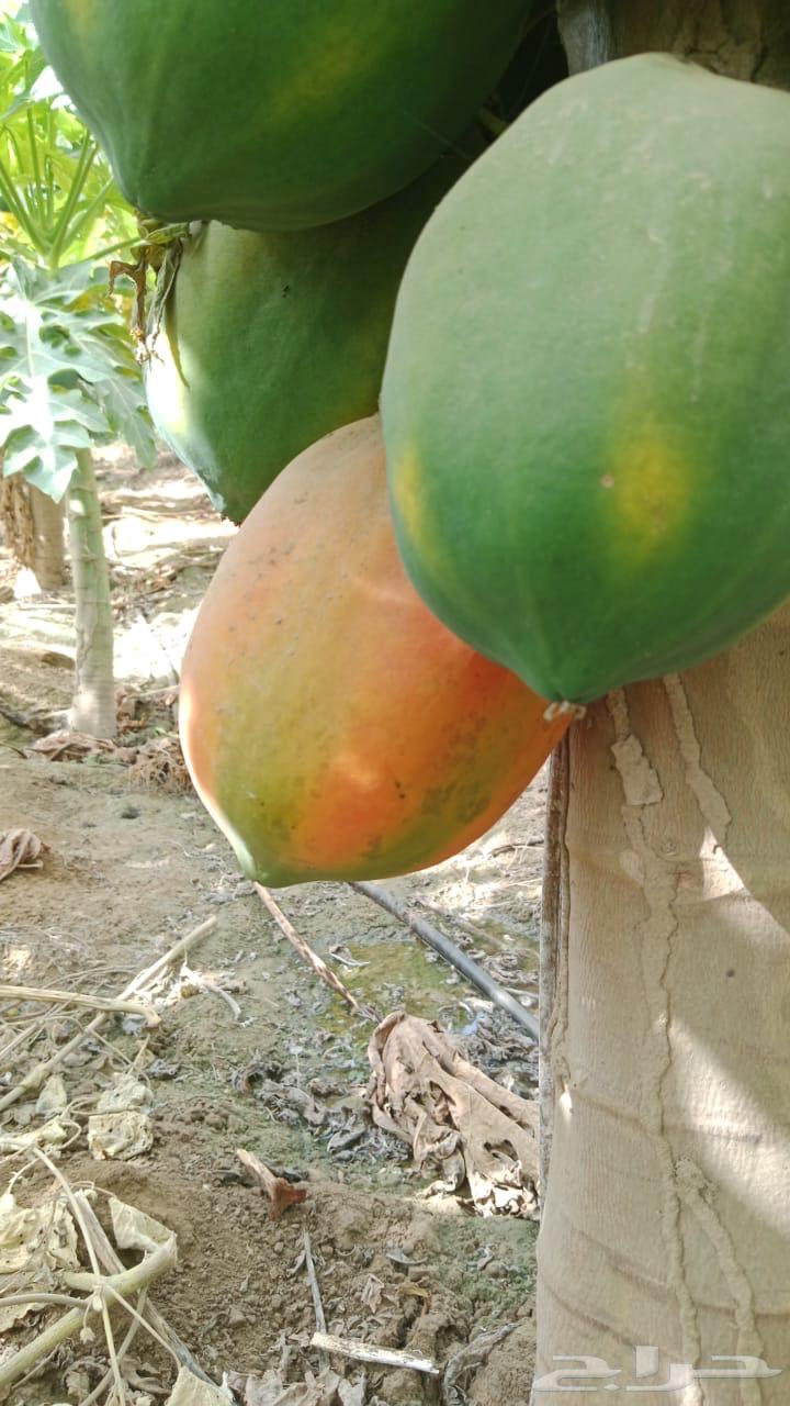 (عمبروت) بابايا63731439053058110