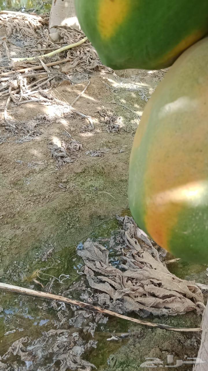 (عمبروت) بابايا63731439053058113