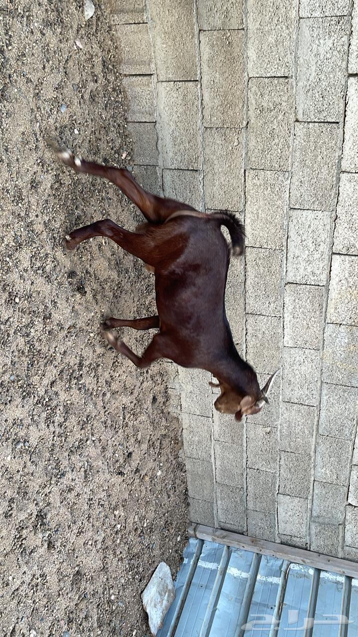 Class Stallion Projects63737801769091113