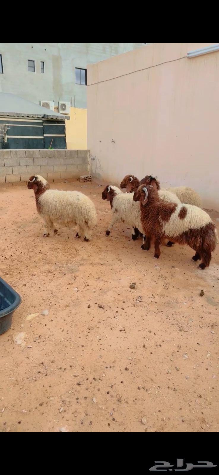 طليان نعيم الريآض حي الشفآء آي مكان نوصل ذبح توصيل باقي 263731725634177110