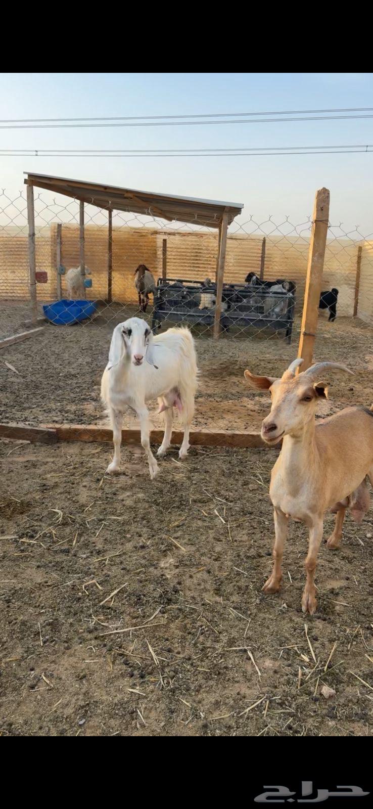 معزا حليب تم البيع63733574813699112